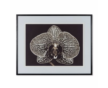 Black Orchid